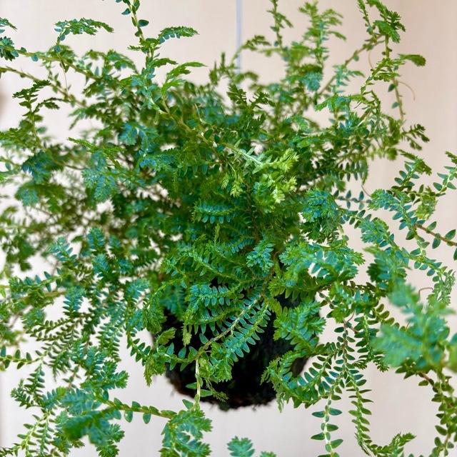 おしゃれ　観葉植物　苔玉　レインボーファン　インテリア　壁掛け |  | 04