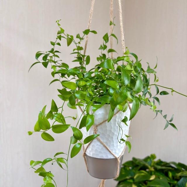 壁掛け　オシャレ　スマイラックス　4号　ホワイトシェル鉢　受け皿キャップ付き　インテリア　観葉植物　 |  | 01