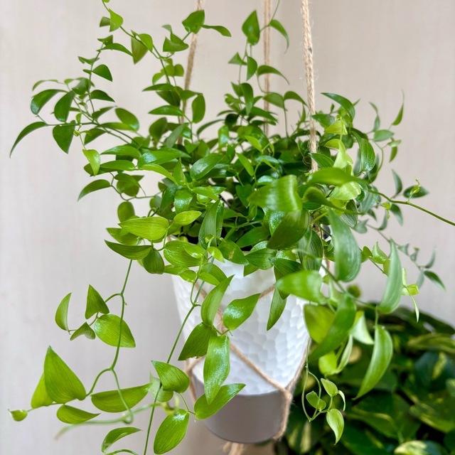 壁掛け　オシャレ　スマイラックス　4号　ホワイトシェル鉢　受け皿キャップ付き　インテリア　観葉植物　 |  | 02