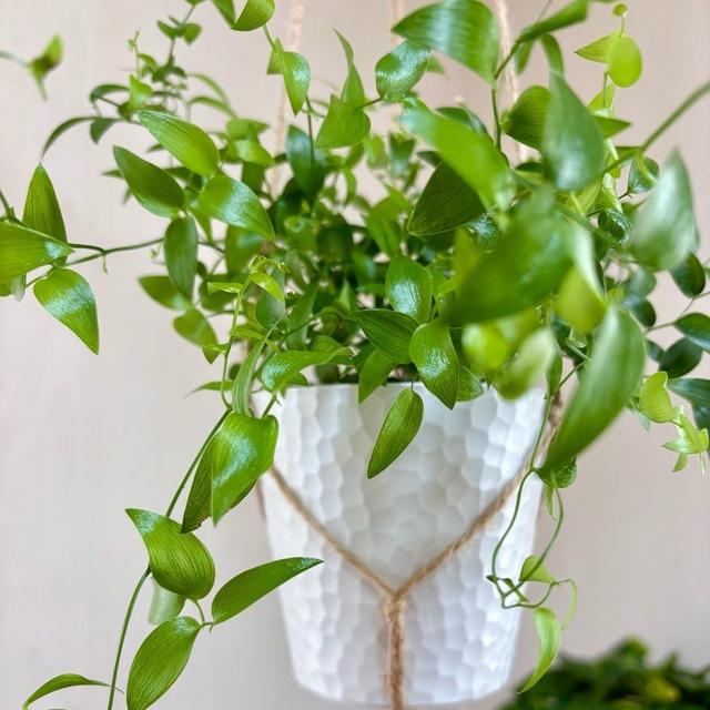 壁掛け　オシャレ　スマイラックス　4号　ホワイトシェル鉢　受け皿キャップ付き　インテリア　観葉植物　 |  | 03