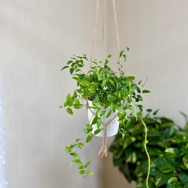 壁掛け　オシャレ　スマイラックス　4号　ホワイトシェル鉢　受け皿キャップ付き　インテリア　観葉植物　 |  | 04