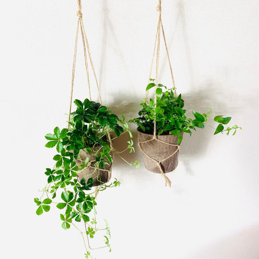 おしゃれ　観葉植物　吊り下げ　シュガーバイン　スマイラックス　2個セット　木の香りする鉢　壁掛け | 