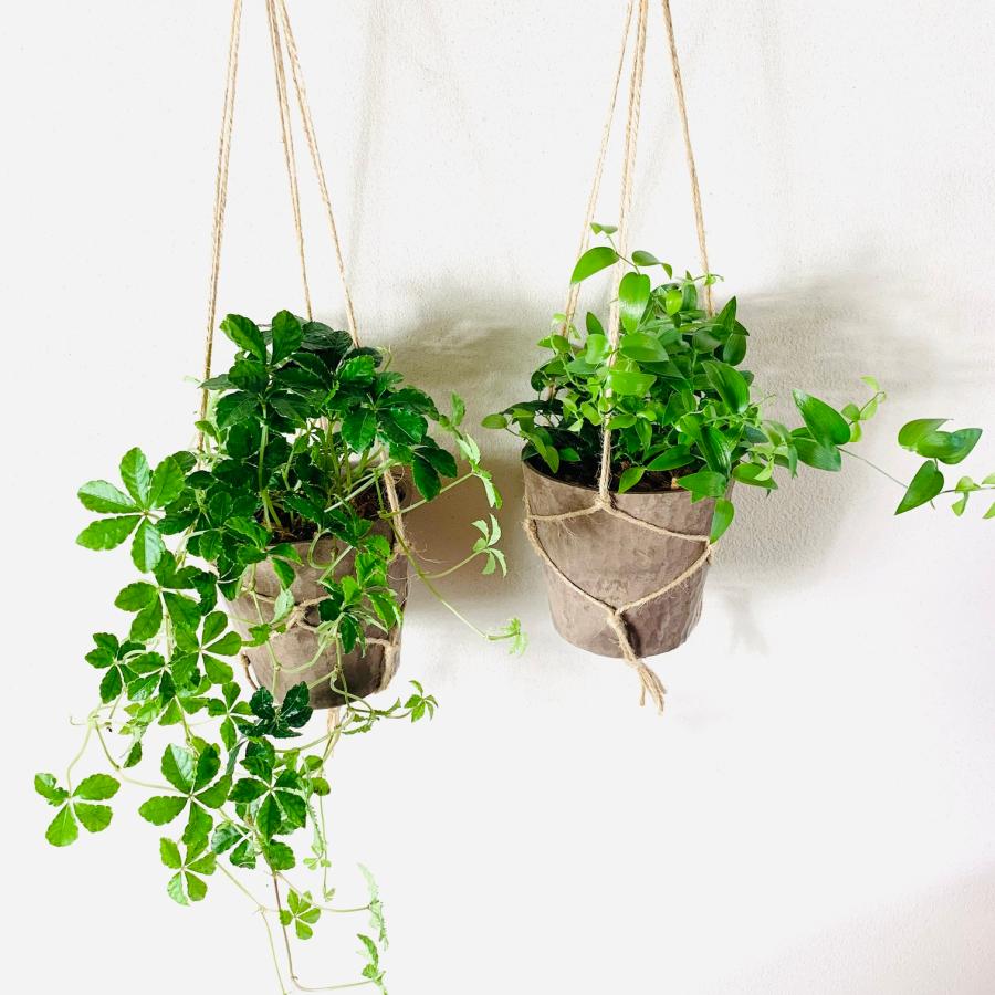 おしゃれ　観葉植物　吊り下げ　シュガーバイン　スマイラックス　2個セット　木の香りする鉢　壁掛け |  | 01