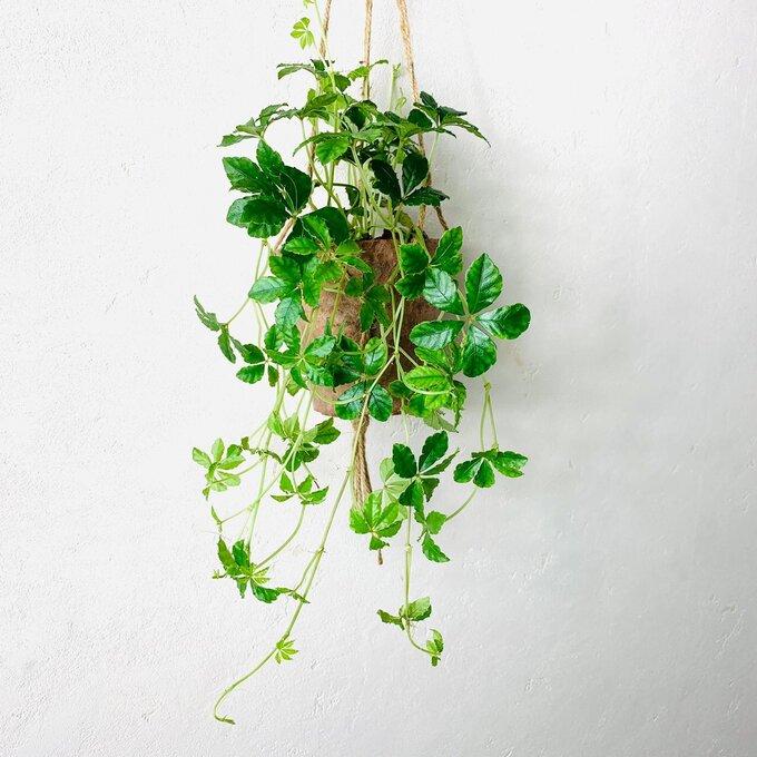 おしゃれ　観葉植物　吊り下げ　シュガーバイン　スマイラックス　2個セット　木の香りする鉢　壁掛け |  | 03