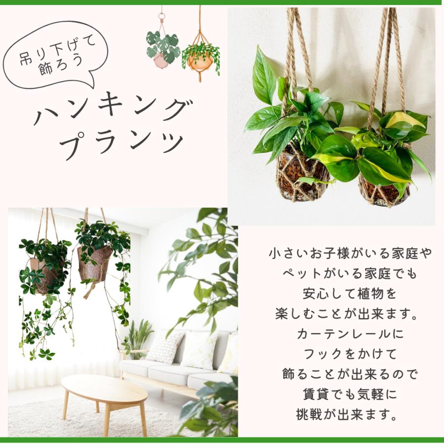 おしゃれ　観葉植物　吊り下げ　シュガーバイン　スマイラックス　2個セット　木の香りする鉢　壁掛け |  | 08