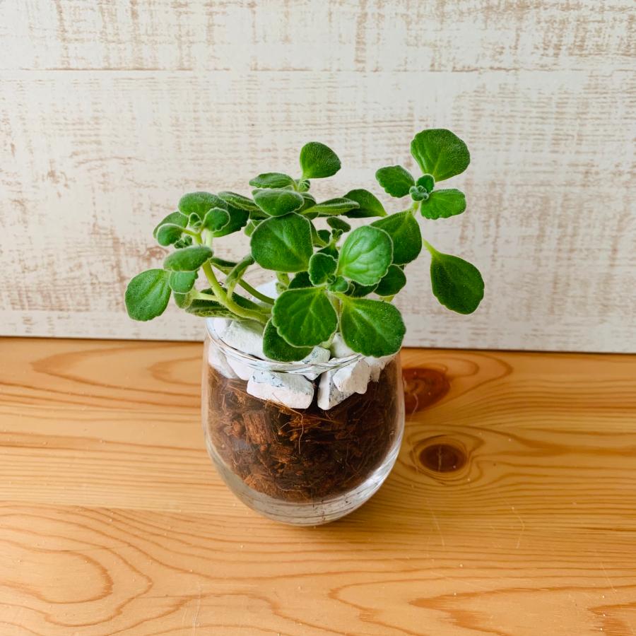 観葉植物　おしゃれ　ヤシの実チップ植え　ベラボン植え　アロマティカス　ラウンドグラス　観葉植物　インテリア　引っ越し　ギフト | 