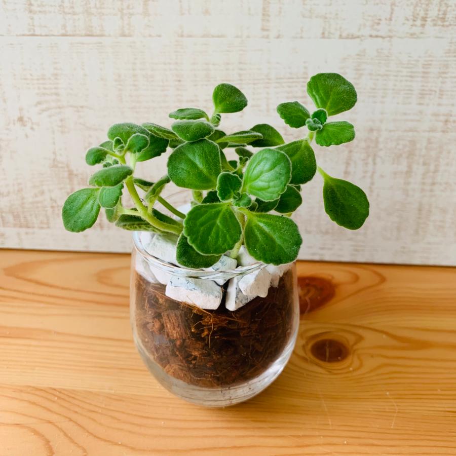 観葉植物　おしゃれ　ヤシの実チップ植え　ベラボン植え　アロマティカス　ラウンドグラス　観葉植物　インテリア　引っ越し　ギフト |  | 01