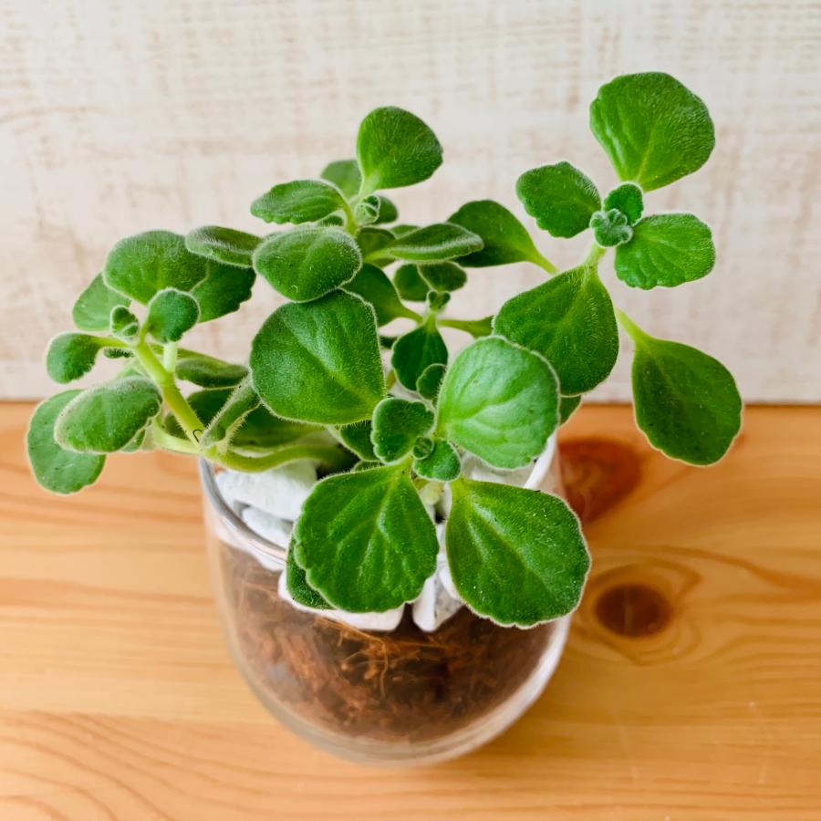観葉植物　おしゃれ　ヤシの実チップ植え　ベラボン植え　アロマティカス　ラウンドグラス　観葉植物　インテリア　引っ越し　ギフト |  | 02
