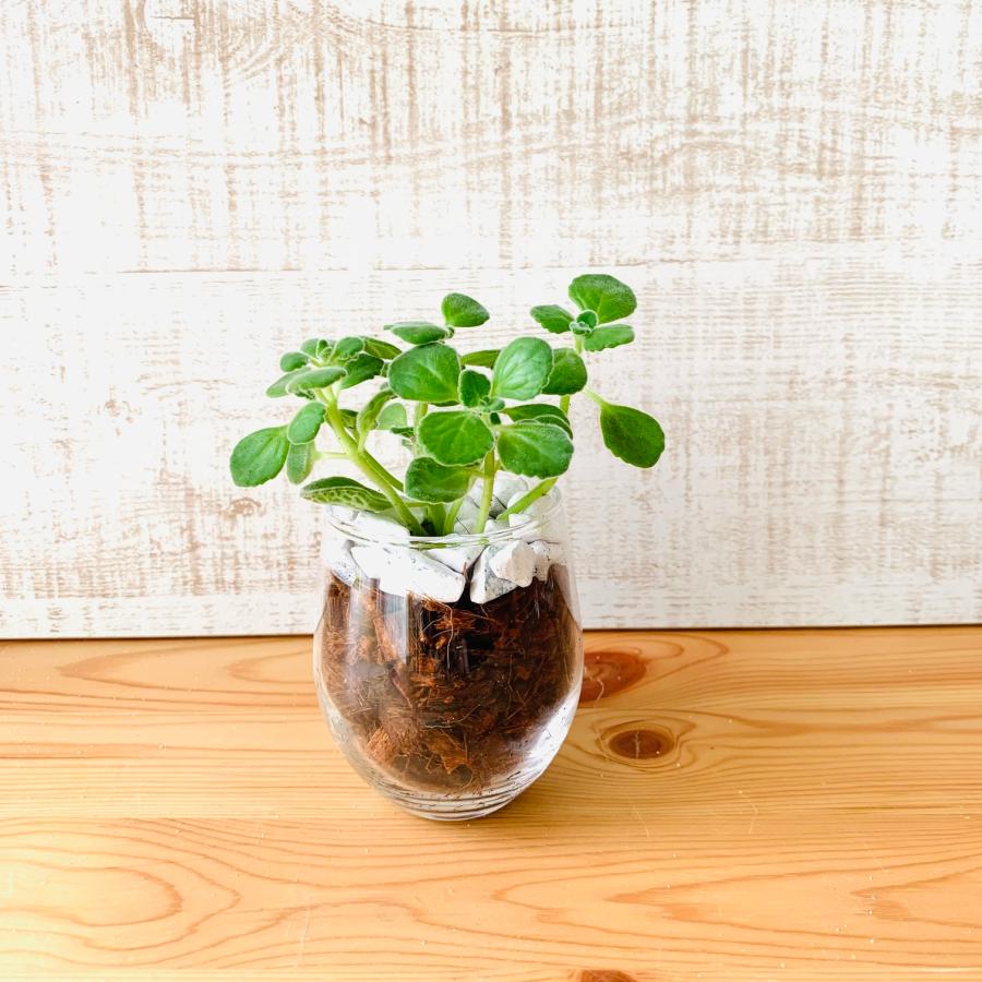 観葉植物　おしゃれ　ヤシの実チップ植え　ベラボン植え　アロマティカス　ラウンドグラス　観葉植物　インテリア　引っ越し　ギフト |  | 03