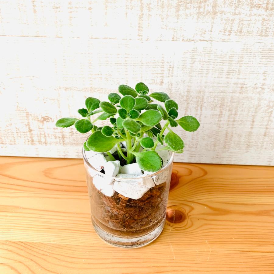観葉植物　おしゃれ　ヤシの実チップ植え　ベラボン植え　アロマティカス　ロックグラス　観葉植物　インテリア　引っ越し　ギフト | 