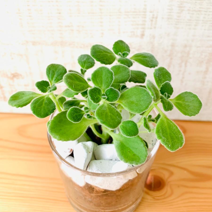 観葉植物　おしゃれ　ヤシの実チップ植え　ベラボン植え　アロマティカス　ロックグラス　観葉植物　インテリア　引っ越し　ギフト |  | 01
