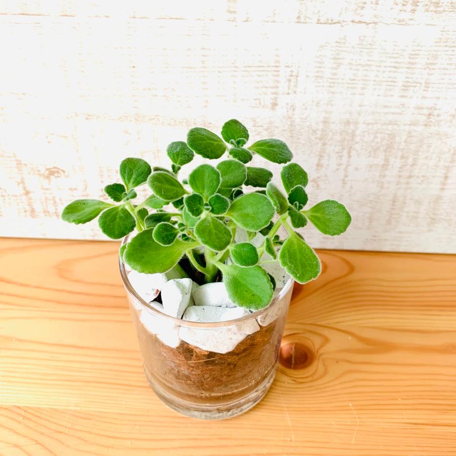 観葉植物　おしゃれ　ヤシの実チップ植え　ベラボン植え　アロマティカス　ロックグラス　観葉植物　インテリア　引っ越し　ギフト |  | 02