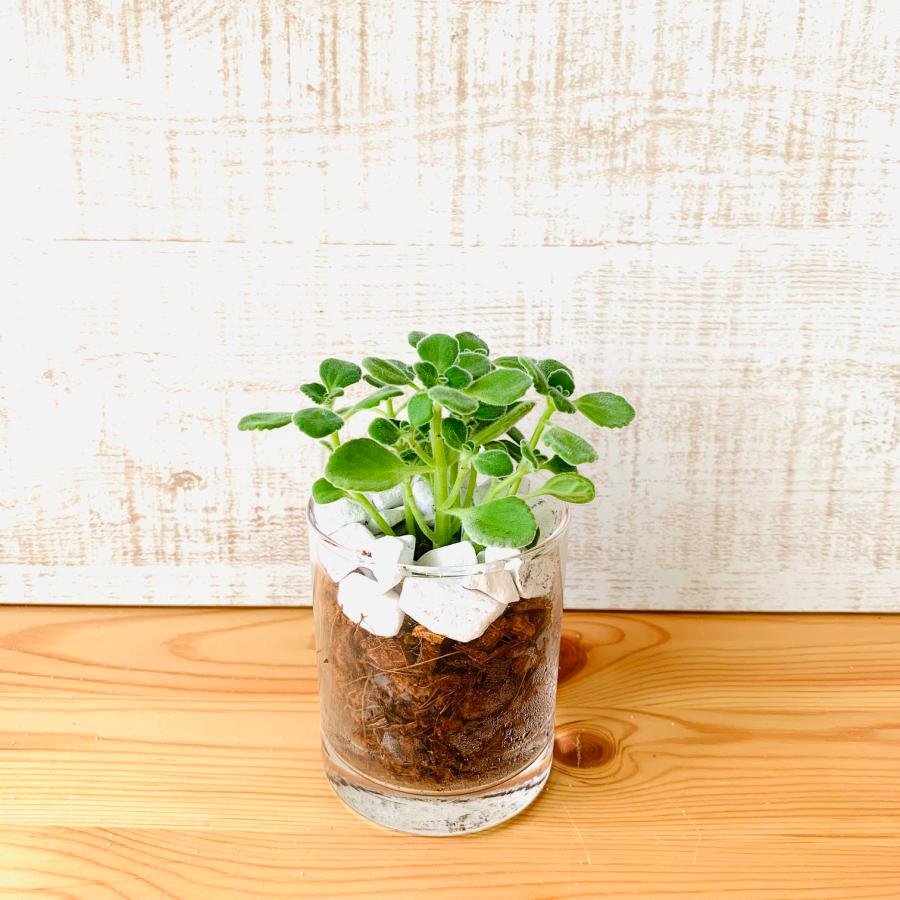 観葉植物　おしゃれ　ヤシの実チップ植え　ベラボン植え　アロマティカス　ロックグラス　観葉植物　インテリア　引っ越し　ギフト |  | 03