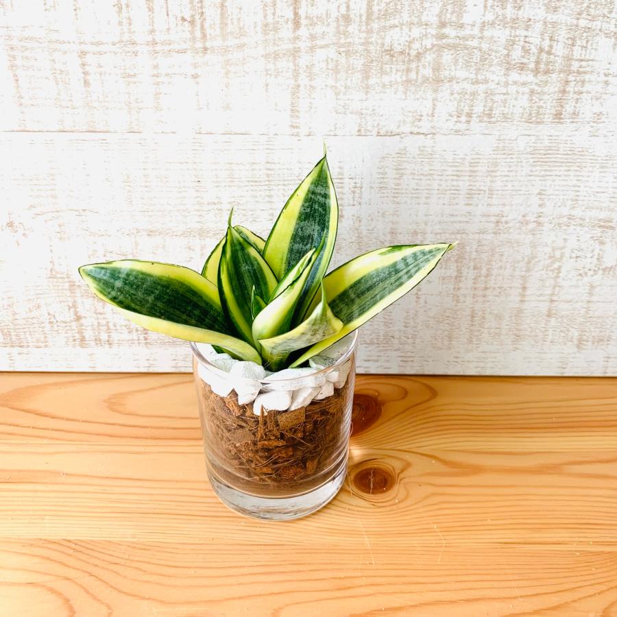観葉植物　おしゃれ　ヤシの実チップ植え　ベラボン植え　サンスベリア　ゴールデンハニー　ロックグラス　観葉植物　インテリア　引っ越し　ギフト | 