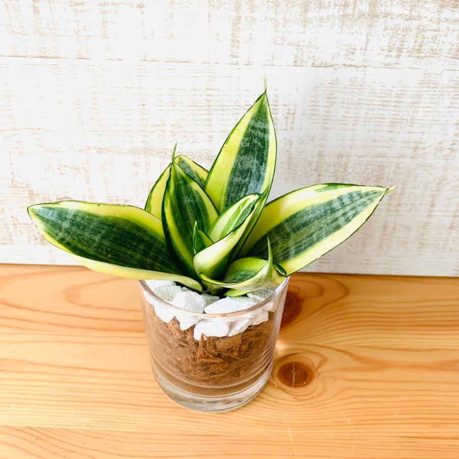 観葉植物　おしゃれ　ヤシの実チップ植え　ベラボン植え　サンスベリア　ゴールデンハニー　ロックグラス　観葉植物　インテリア　引っ越し　ギフト |  | 01