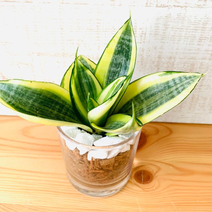 観葉植物　おしゃれ　ヤシの実チップ植え　ベラボン植え　サンスベリア　ゴールデンハニー　ロックグラス　観葉植物　インテリア　引っ越し　ギフト |  | 02
