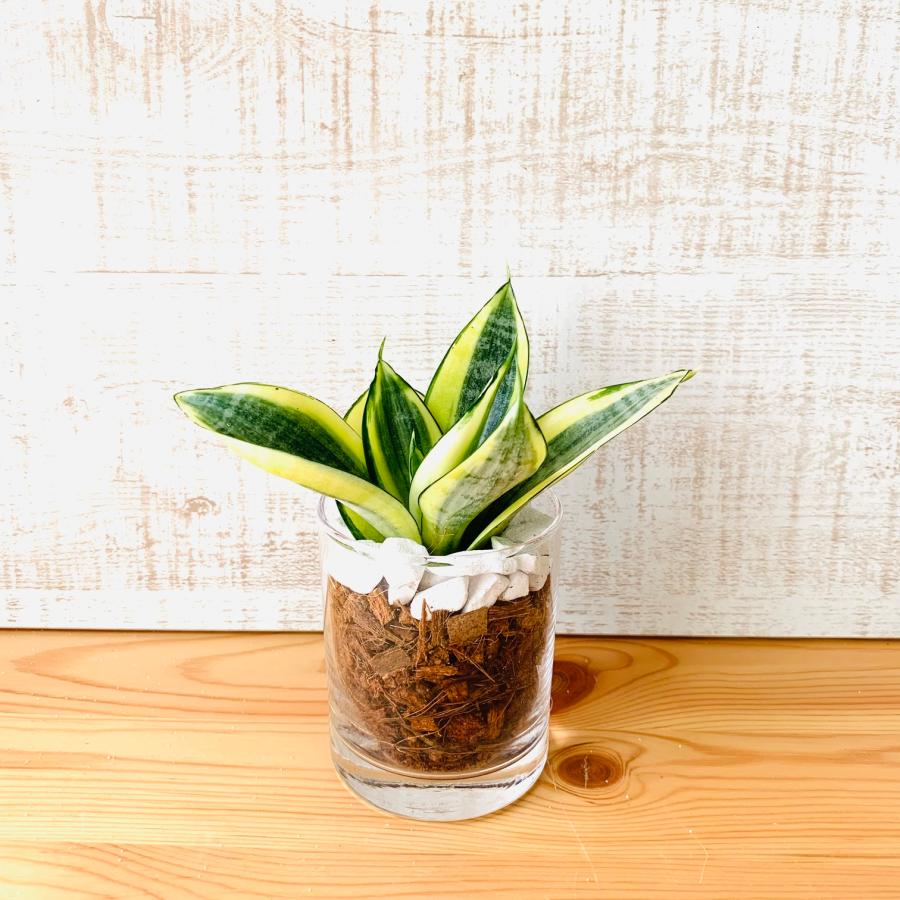 観葉植物　おしゃれ　ヤシの実チップ植え　ベラボン植え　サンスベリア　ゴールデンハニー　ロックグラス　観葉植物　インテリア　引っ越し　ギフト |  | 03