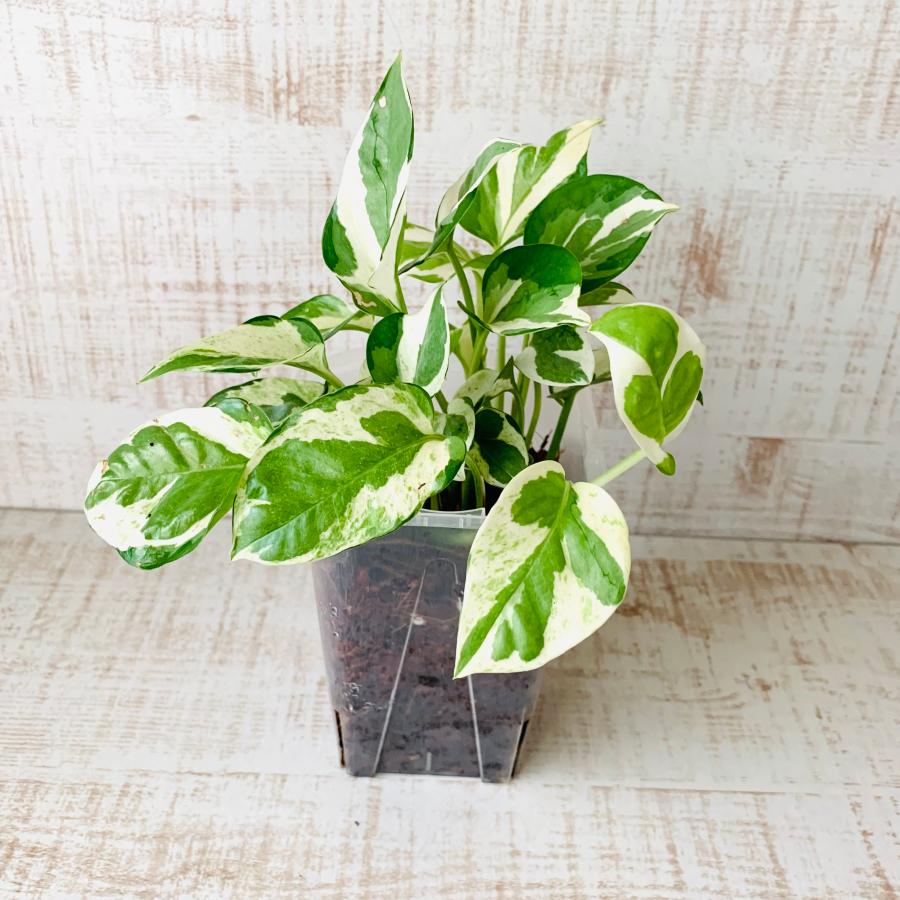 おしゃれ 観葉植物 根が見える鉢 ポトス エンジョイ ベラボン植え