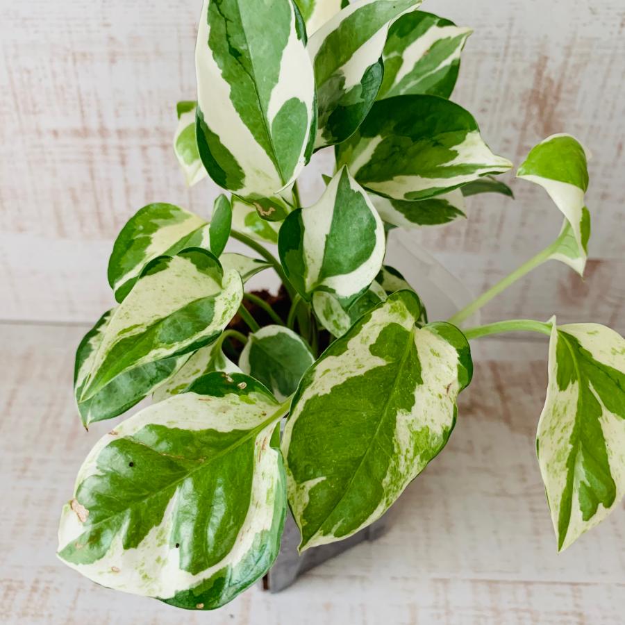 おしゃれ 観葉植物 根が見える鉢 ポトス エンジョイ ベラボン植え
