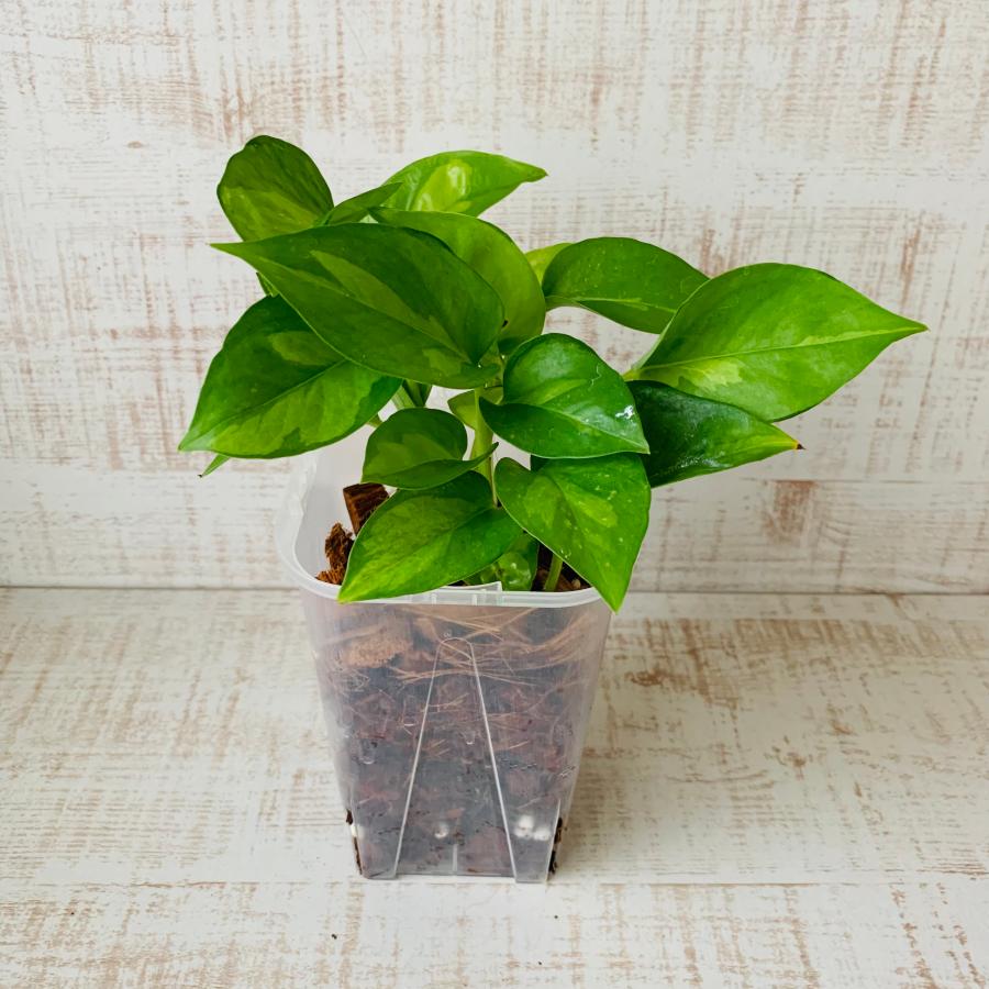 おしゃれ　観葉植物　根が見える鉢　ポトス　グローバルグリーン　ベラボン植え　インテリア　観葉植物　吊るす　植木鉢 | 