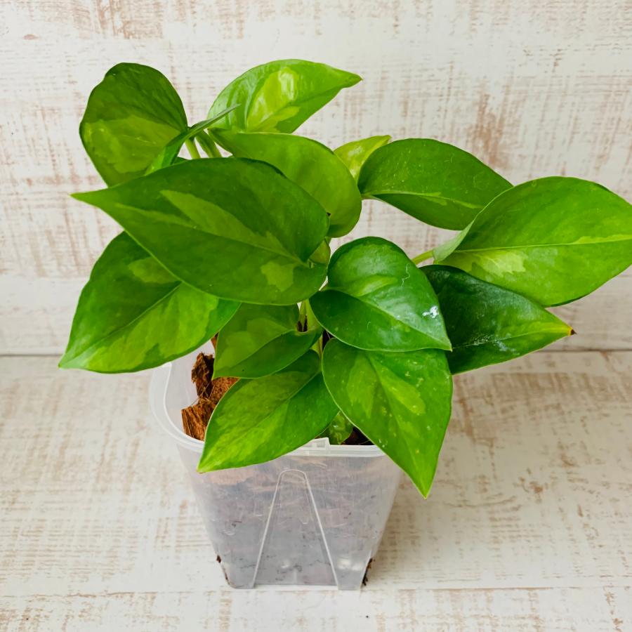 おしゃれ　観葉植物　根が見える鉢　ポトス　グローバルグリーン　ベラボン植え　インテリア　観葉植物　吊るす　植木鉢 |  | 01