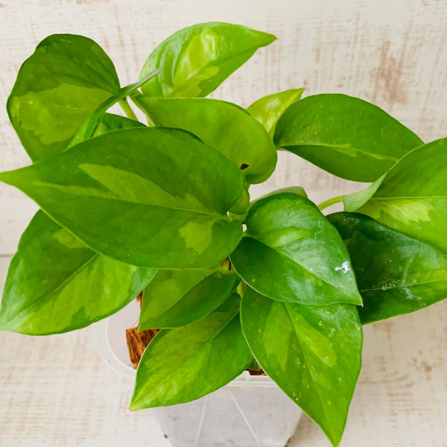 おしゃれ　観葉植物　根が見える鉢　ポトス　グローバルグリーン　ベラボン植え　インテリア　観葉植物　吊るす　植木鉢 |  | 02