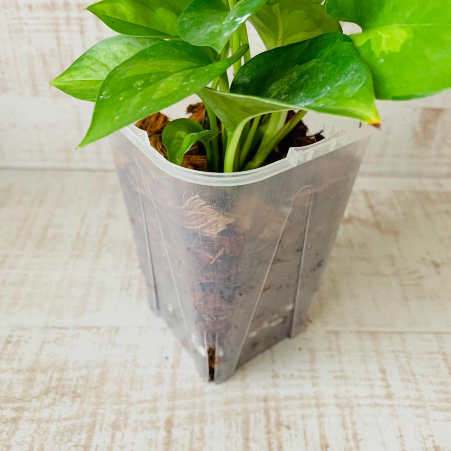 おしゃれ　観葉植物　根が見える鉢　ポトス　グローバルグリーン　ベラボン植え　インテリア　観葉植物　吊るす　植木鉢 |  | 03