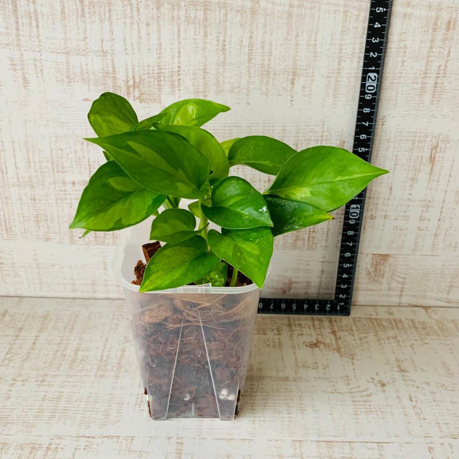 おしゃれ　観葉植物　根が見える鉢　ポトス　グローバルグリーン　ベラボン植え　インテリア　観葉植物　吊るす　植木鉢 |  | 04