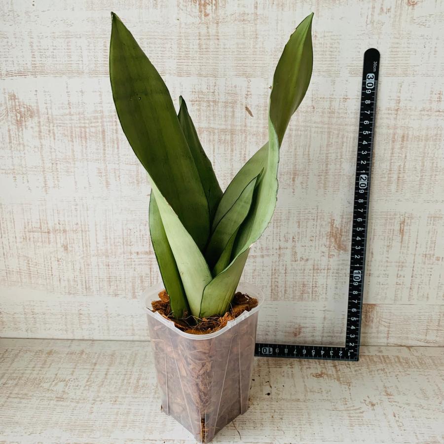おしゃれ　観葉植物　根が見える鉢　サンスベリア　シルバーキング　ベラボン植え　インテリア　多肉植物　植木鉢 | 