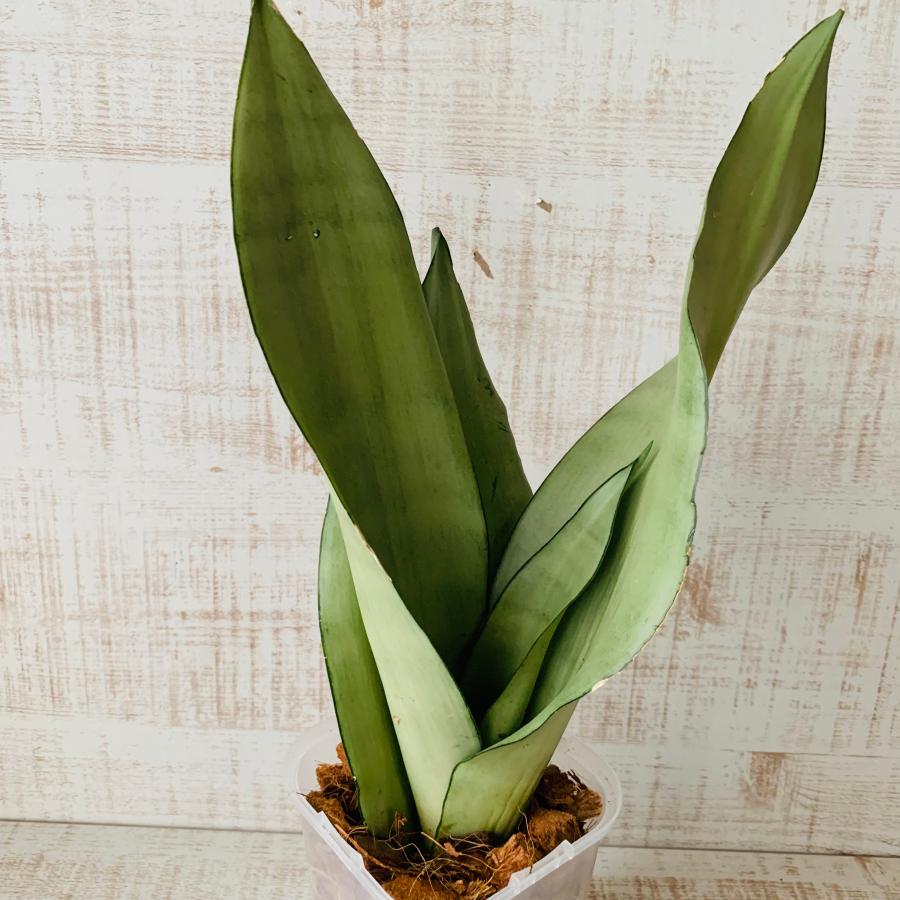 おしゃれ　観葉植物　根が見える鉢　サンスベリア　シルバーキング　ベラボン植え　インテリア　多肉植物　植木鉢 |  | 01