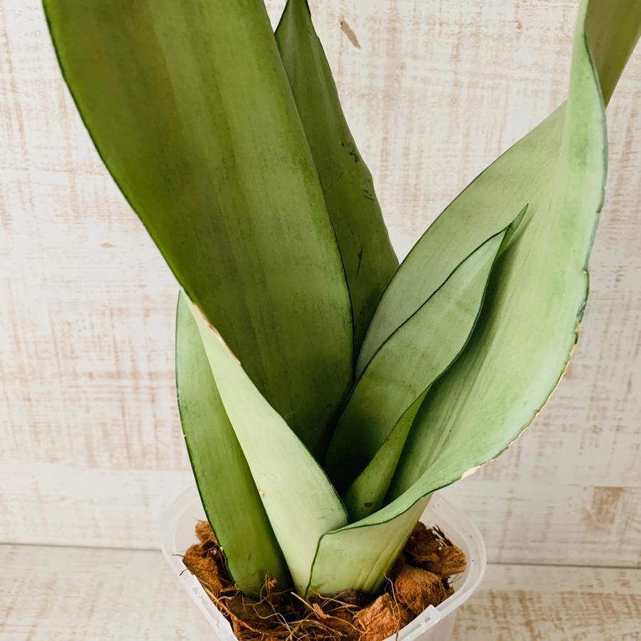 おしゃれ　観葉植物　根が見える鉢　サンスベリア　シルバーキング　ベラボン植え　インテリア　多肉植物　植木鉢 |  | 02