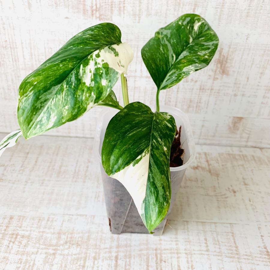 おしゃれ　観葉植物　根が見える鉢　モンステラ　レクレリアナ斑入り　ベラボン植え　インテリア　多肉植物　植木鉢 |  | 01