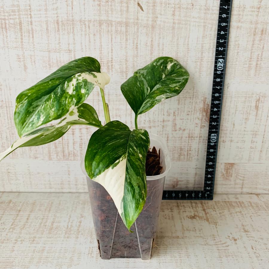 おしゃれ　観葉植物　根が見える鉢　モンステラ　レクレリアナ斑入り　ベラボン植え　インテリア　多肉植物　植木鉢 |  | 02