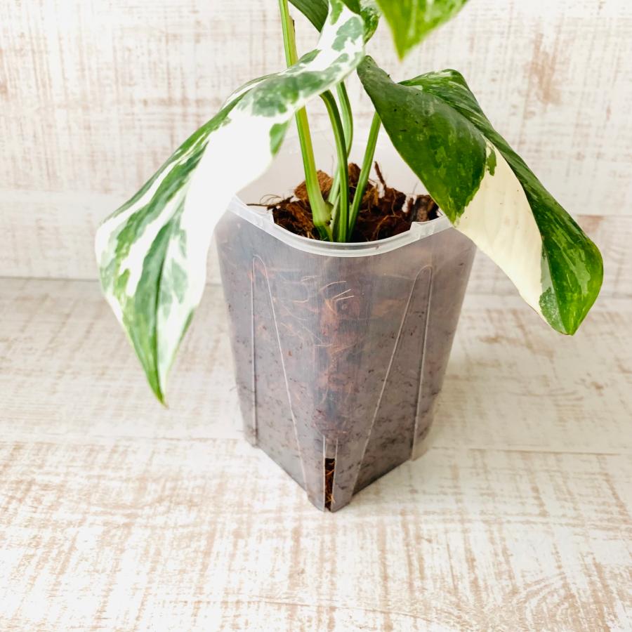 おしゃれ　観葉植物　根が見える鉢　モンステラ　レクレリアナ斑入り　ベラボン植え　インテリア　多肉植物　植木鉢 |  | 03