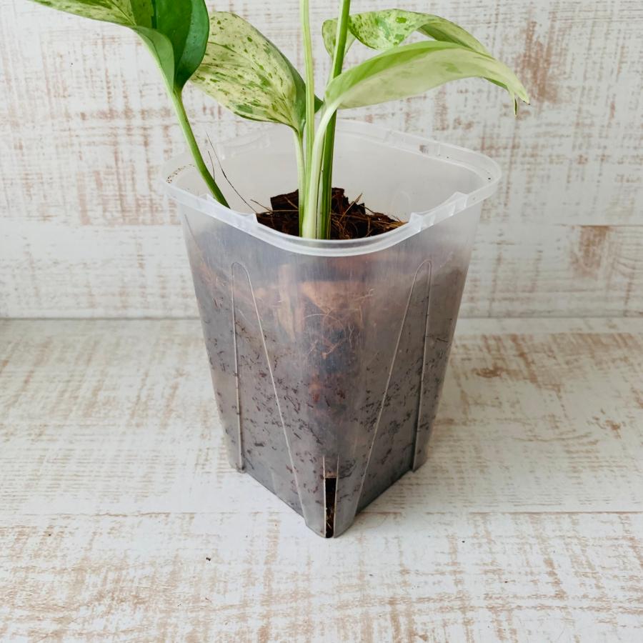 おしゃれ　観葉植物　根が見える鉢　モンステラ　エピプレナム　マーブルコンパクタ　斑入り　ベラボン植え　インテリア　多肉植物　植木鉢 |  | 03