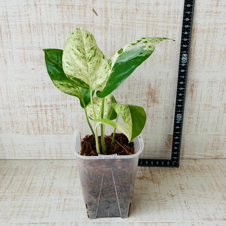 おしゃれ　観葉植物　根が見える鉢　モンステラ　エピプレナム　マーブルコンパクタ　斑入り　ベラボン植え　インテリア　多肉植物　植木鉢 |  | 04