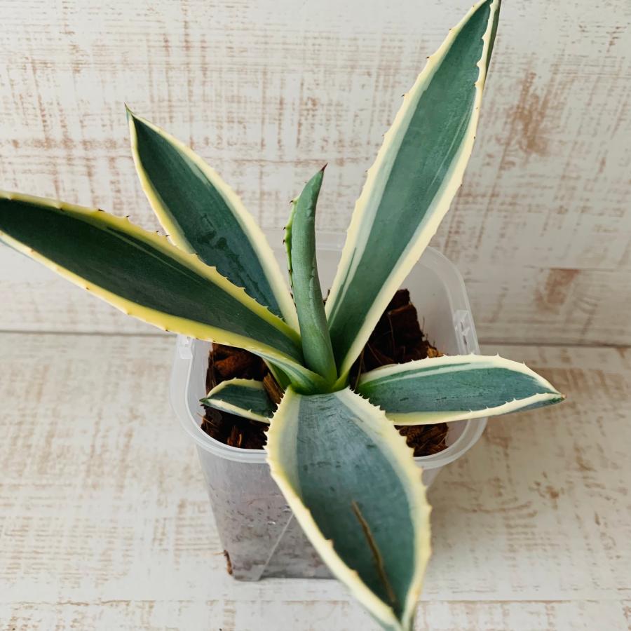 おしゃれ　観葉植物　根が見える鉢　アガベ　アメリカーナ斑入り　ベラボン植え　インテリア　多肉植物　植木鉢 |  | 01