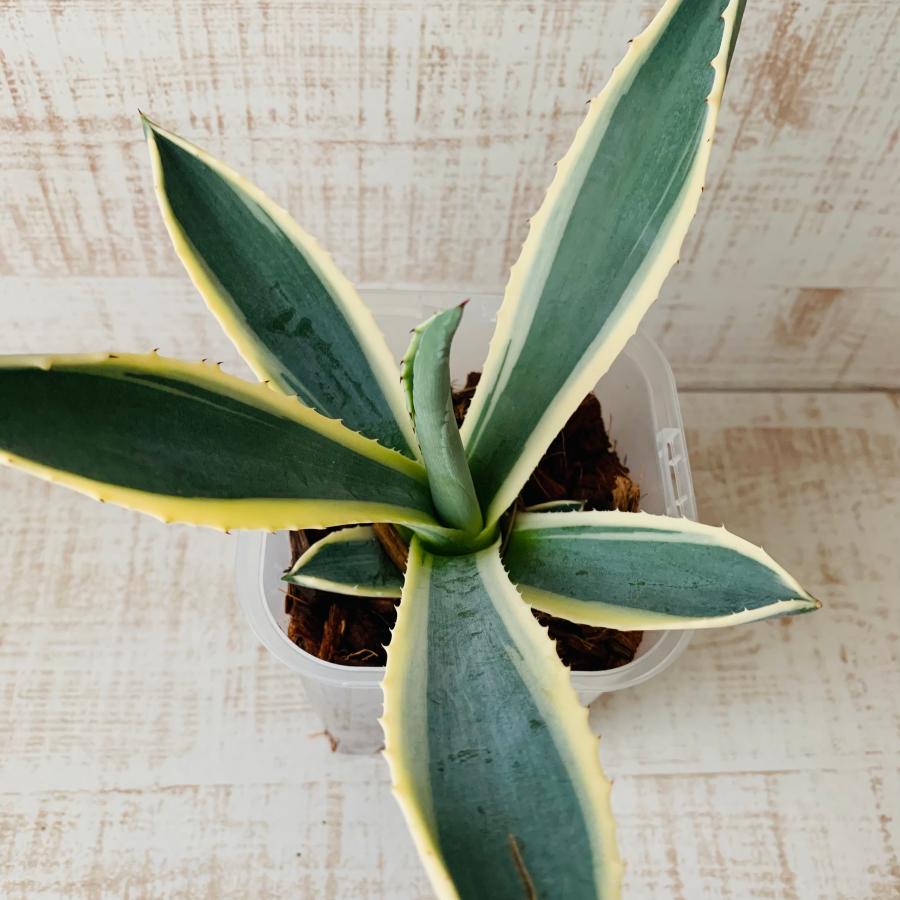 おしゃれ　観葉植物　根が見える鉢　アガベ　アメリカーナ斑入り　ベラボン植え　インテリア　多肉植物　植木鉢 |  | 02