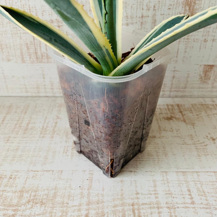おしゃれ　観葉植物　根が見える鉢　アガベ　アメリカーナ斑入り　ベラボン植え　インテリア　多肉植物　植木鉢 |  | 03