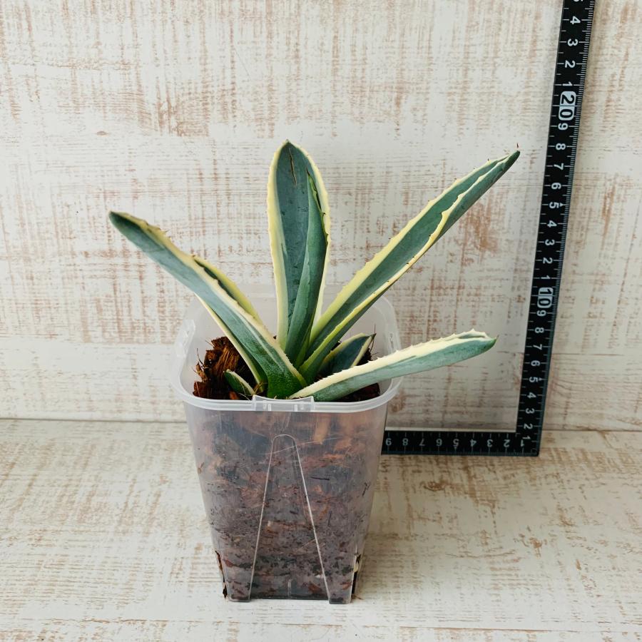 おしゃれ　観葉植物　根が見える鉢　アガベ　アメリカーナ斑入り　ベラボン植え　インテリア　多肉植物　植木鉢 |  | 04