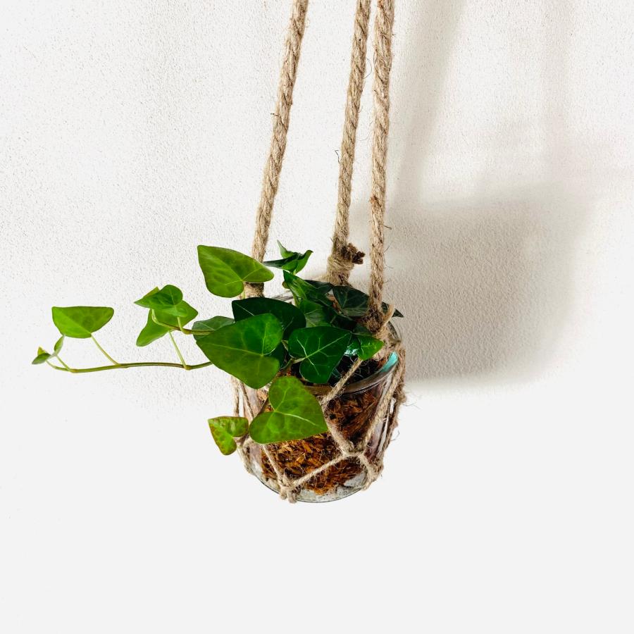 壁掛け　オシャレ　ハートアイビー　ヘデラ　グラスハンギング　インテリア　観葉植物　吊るす　植木鉢　 |  | 01