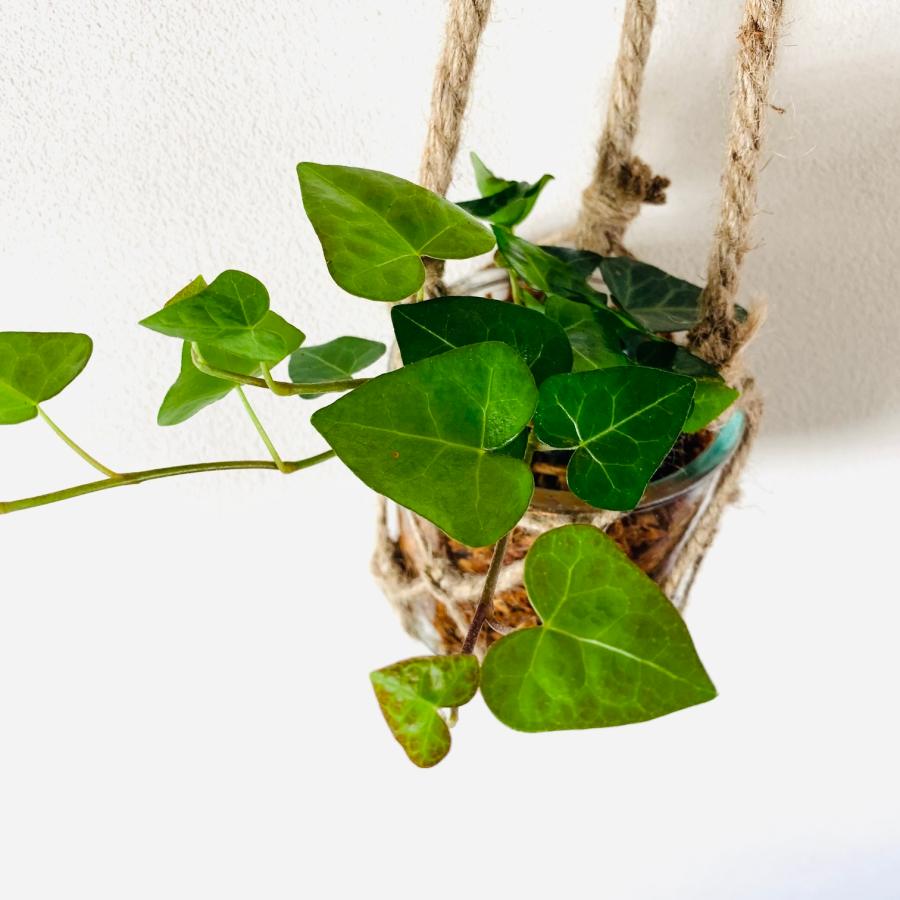 壁掛け　オシャレ　ハートアイビー　ヘデラ　グラスハンギング　インテリア　観葉植物　吊るす　植木鉢　 |  | 03