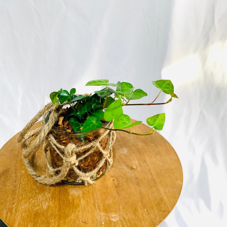 壁掛け　オシャレ　ハートアイビー　ヘデラ　グラスハンギング　インテリア　観葉植物　吊るす　植木鉢　 |  | 05