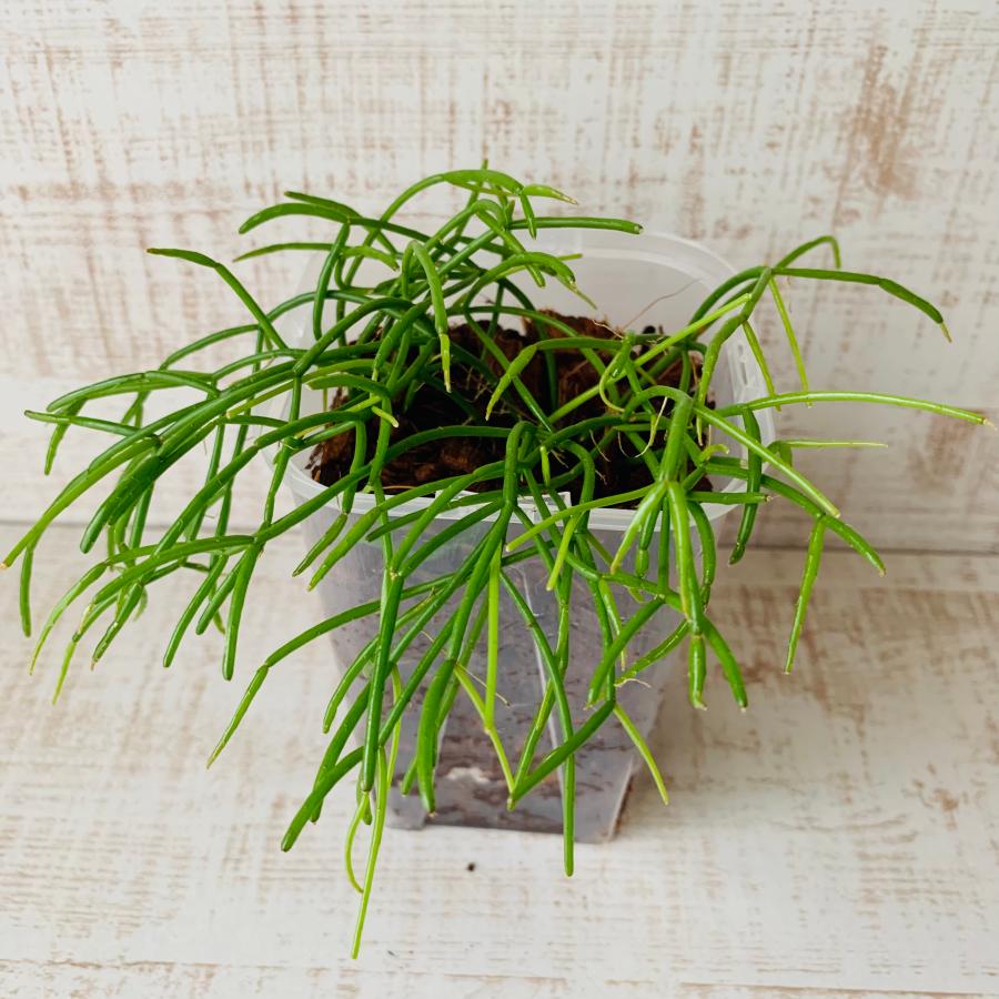 おしゃれ　観葉植物　根が見える鉢　リプサリス　カスッサ　ベラボン植え　インテリア　多肉植物　植木鉢 |  | 01