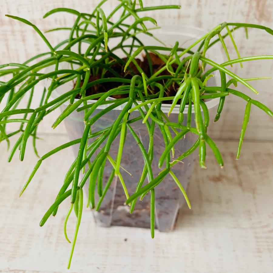 おしゃれ　観葉植物　根が見える鉢　リプサリス　カスッサ　ベラボン植え　インテリア　多肉植物　植木鉢 |  | 02
