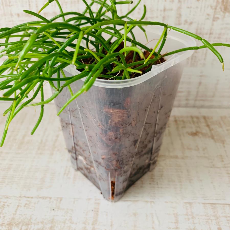 おしゃれ　観葉植物　根が見える鉢　リプサリス　カスッサ　ベラボン植え　インテリア　多肉植物　植木鉢 |  | 03