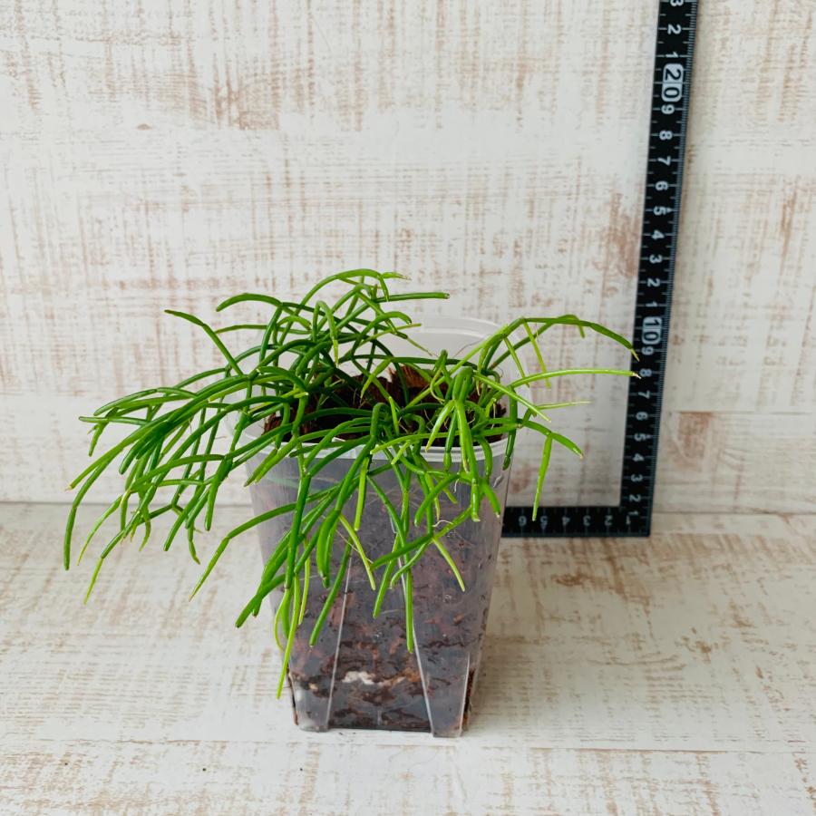 おしゃれ　観葉植物　根が見える鉢　リプサリス　カスッサ　ベラボン植え　インテリア　多肉植物　植木鉢 |  | 04