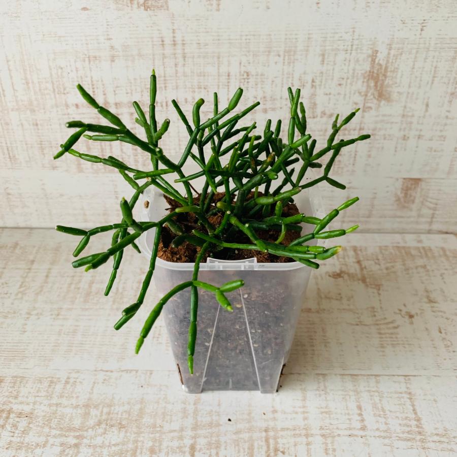 おしゃれ　観葉植物　根が見える鉢　リプサリス　バンブゾイデス　ベラボン植え　インテリア　多肉植物　植木鉢 | 