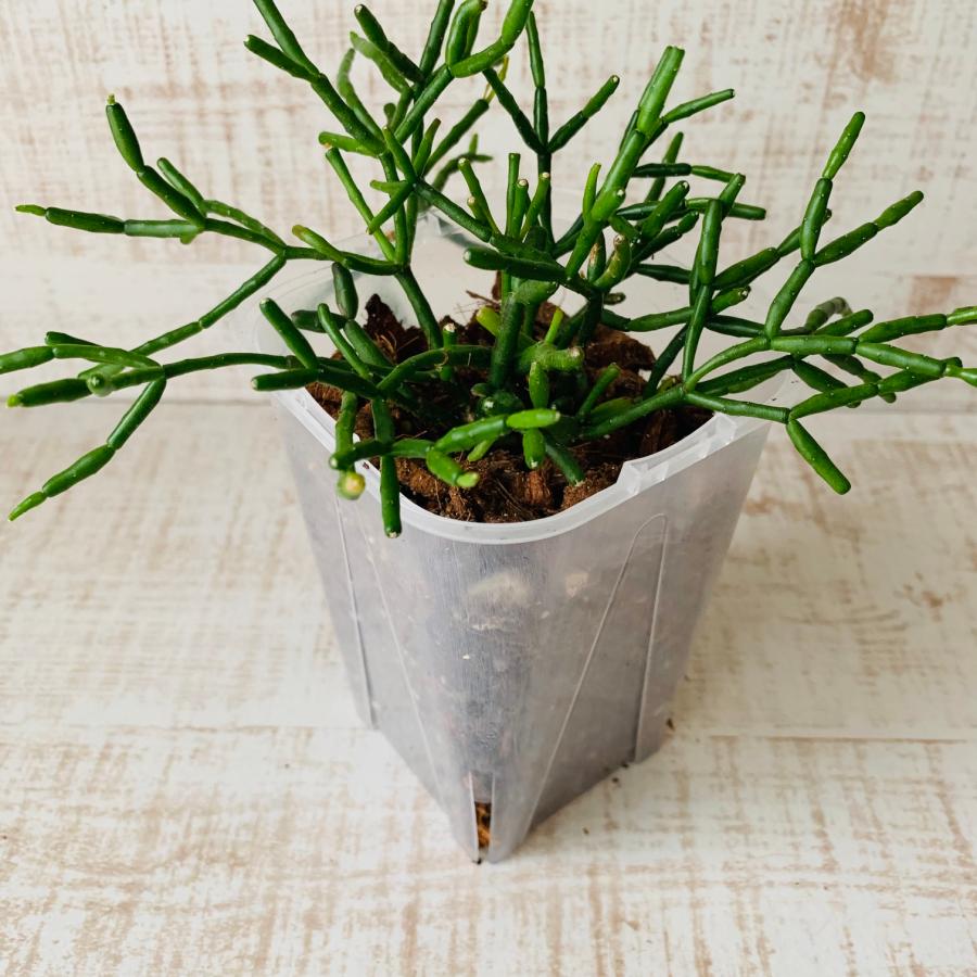 おしゃれ　観葉植物　根が見える鉢　リプサリス　バンブゾイデス　ベラボン植え　インテリア　多肉植物　植木鉢 |  | 01