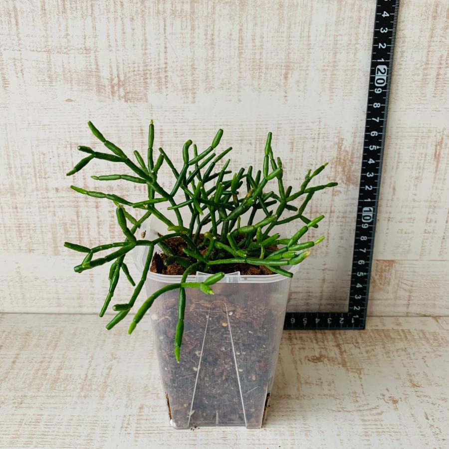 おしゃれ　観葉植物　根が見える鉢　リプサリス　バンブゾイデス　ベラボン植え　インテリア　多肉植物　植木鉢 |  | 04